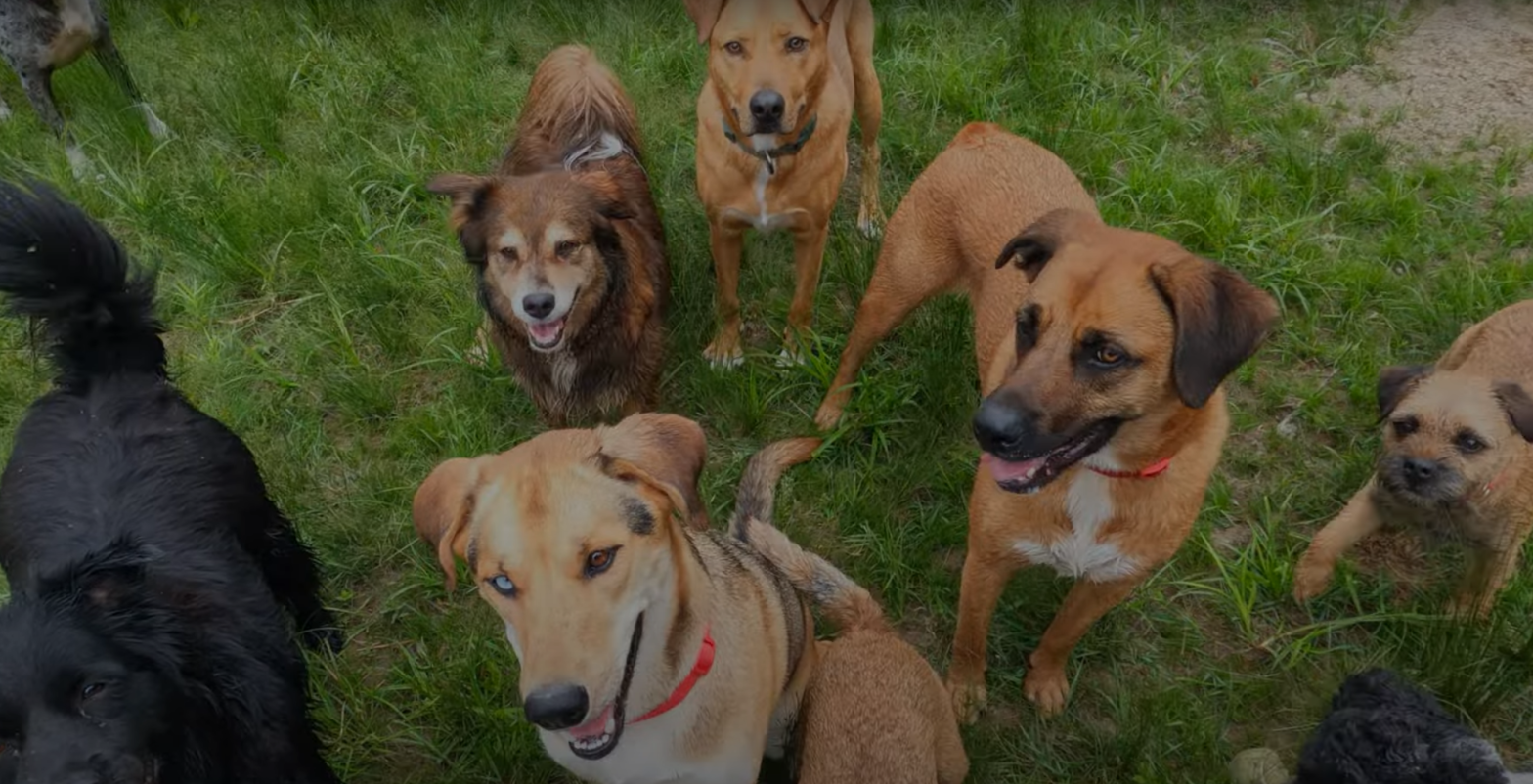 Dogs on Romp Glencadia Dog Camp Respiratory Illness and Dog Boarding