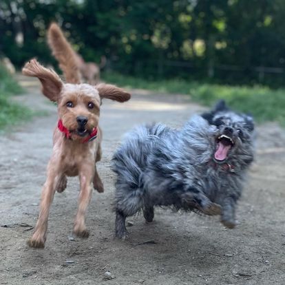 Glencadia Dog Camp Dogs Having Fun Dogs going crazy