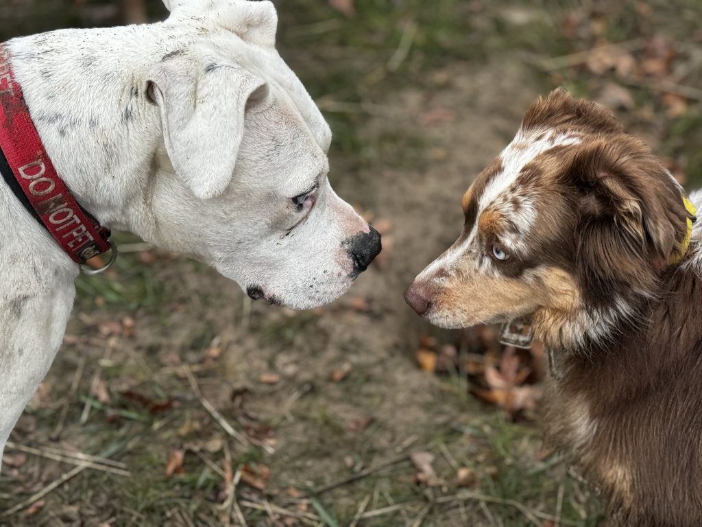 Dogs at Play Glencadia Dog Camp