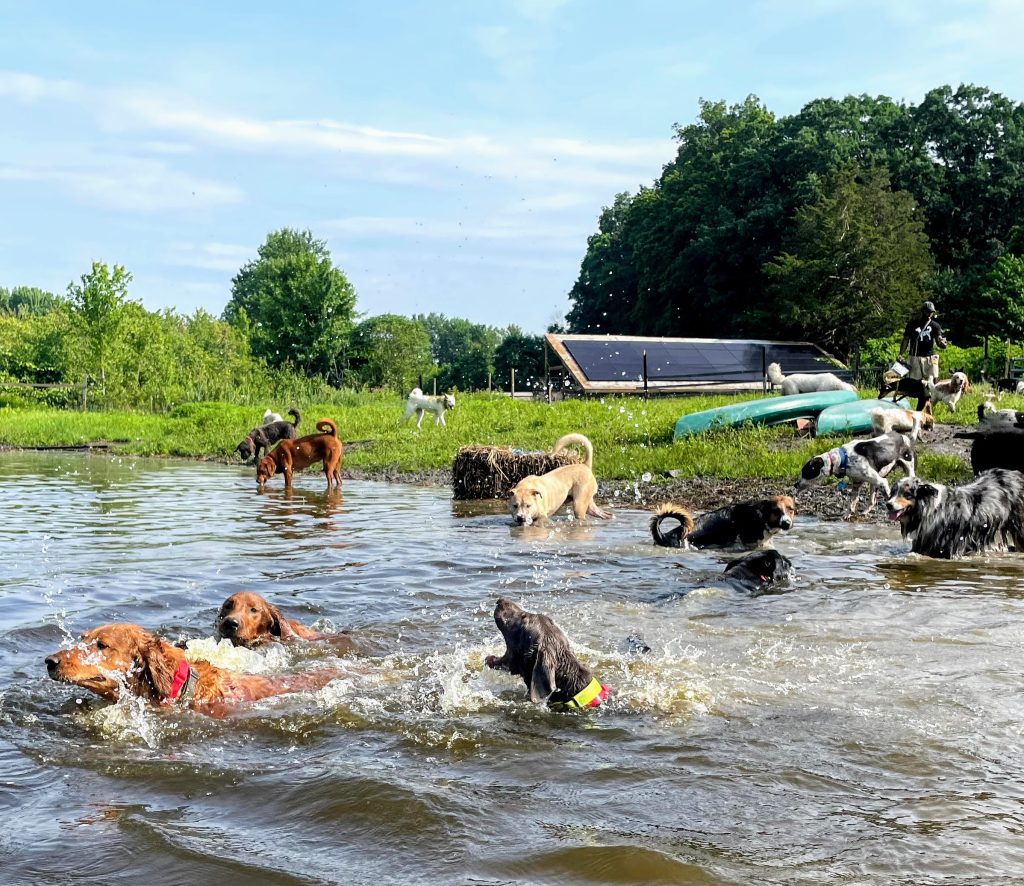 Dogs Swimming in Pond Glencadia Dog Camp